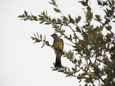 [Bird with a grey top, yellow belly, and dark wings and tail is perched on the branch of a tree with small oval leaves. The bird's head is stretched to the left as if something unexpectedly caught its attention.]